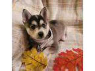 Alaskan Klee Kai Puppy for sale in Great Falls, MT, USA