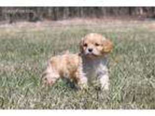 Cavapoo Puppy for sale in Pierce City, MO, USA