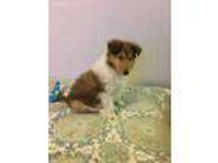 Collie Puppy for sale in Oklahoma City, OK, USA
