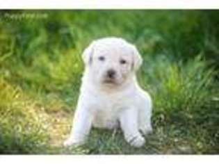 Labrador Retriever Puppy for sale in Buckeye, AZ, USA