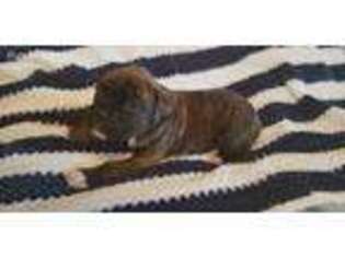 Boxer Puppy for sale in Christiana, TN, USA