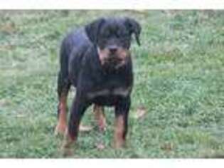 Rottweiler Puppy for sale in Liberty, NY, USA