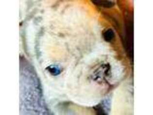 French Bulldog Puppy for sale in Quitman, TX, USA