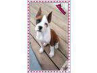 Boxer Puppy for sale in STOCKTON, MO, USA