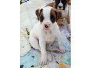 Boxer Puppy for sale in Ephrata, PA, USA