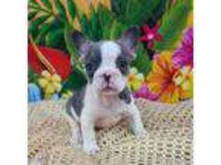 French Bulldog Puppy for sale in Clyde, NY, USA