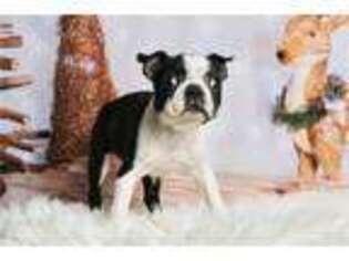 Boston Terrier Puppy for sale in Fort Wayne, IN, USA