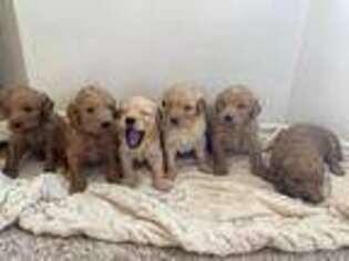 Goldendoodle Puppy for sale in Colton, CA, USA