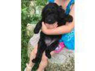 Goldendoodle Puppy for sale in Saranac, MI, USA