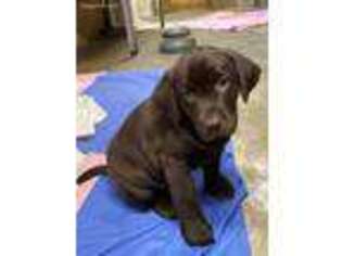 Labrador Retriever Puppy for sale in Crozier, VA, USA