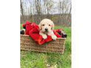 Labradoodle Puppy for sale in Womelsdorf, PA, USA
