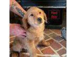 Golden Retriever Puppy for sale in Yakima, WA, USA