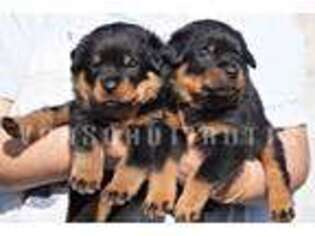 Rottweiler Puppy for sale in Pomona, CA, USA