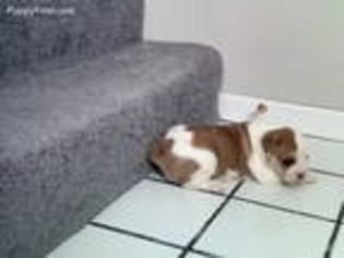 American Bulldog Puppy for sale in Columbia, MO, USA