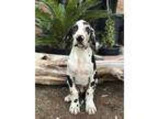 Great Dane Puppy for sale in El Cajon, CA, USA