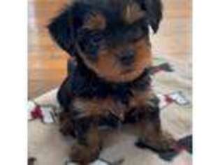 Yorkshire Terrier Puppy for sale in Monrovia, CA, USA