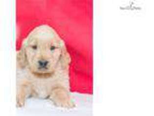 Golden Retriever Puppy for sale in Canton, OH, USA