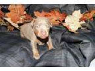 Miniature Pinscher Puppy for sale in Lewisburg, WV, USA