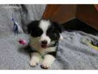 Miniature Australian Shepherd Puppy for sale in Leedey, OK, USA