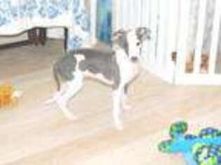 Italian Greyhound Puppy for sale in Caryville, FL, USA