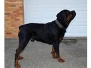 Rottweiler Puppy for sale in Ontario, OH, USA