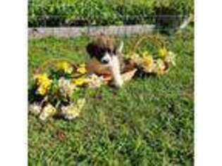 Saint Berdoodle Puppy for sale in Kalkaska, MI, USA