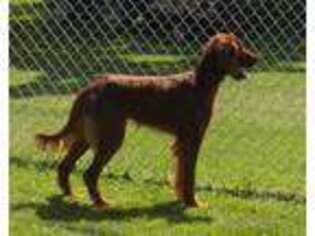 Irish Setter Puppy for sale in New Bethlehem, PA, USA