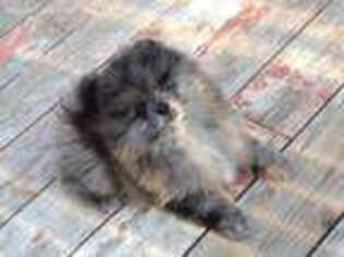Pomeranian Puppy for sale in Delta Junction, AK, USA
