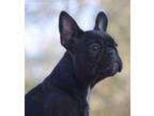 French Bulldog Puppy for sale in Mooresville, IN, USA