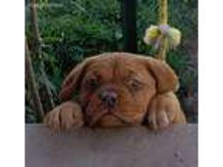 American Bull Dogue De Bordeaux Puppy for sale in Bear River, WY, USA