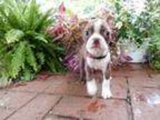 Boston Terrier Puppy for sale in Dayton, OH, USA