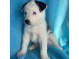 Siberian Husky Puppy for sale in Orlando, FL, USA