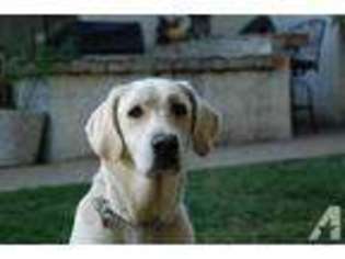 Labrador Retriever Puppy for sale in COOL, CA, USA