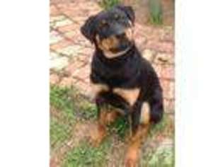 Rottweiler Puppy for sale in TRAVELERS REST, SC, USA