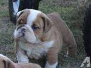 Bulldog Puppy for sale in LONOKE, AR, USA
