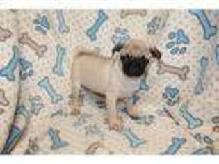 Pug Puppy for sale in Joice, IA, USA