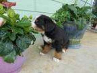 Bernese Mountain Dog Puppy for sale in Harrison, AR, USA