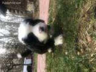 Bernese Mountain Dog Puppy for sale in Wall Township, NJ, USA
