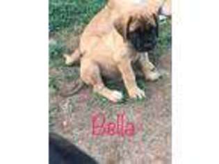 Mastiff Puppy for sale in Guntersville, AL, USA