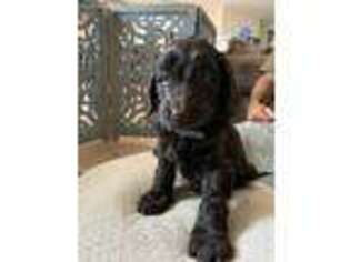 Labradoodle Puppy for sale in Morgan Hill, CA, USA