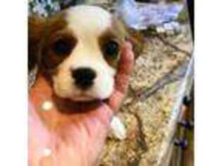 Cavalier King Charles Spaniel Puppy for sale in Willis, TX, USA