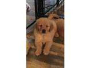 Golden Retriever Puppy for sale in Danielson, CT, USA