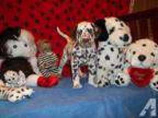 Dalmatian Puppy for sale in HOLLY RIDGE, NC, USA