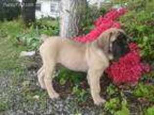Mastiff Puppy for sale in Myerstown, PA, USA