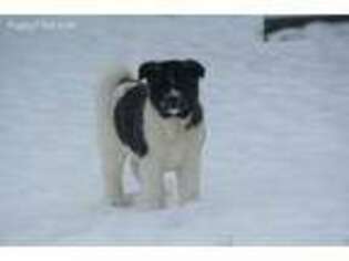 Akita Puppy for sale in Grenora, ND, USA