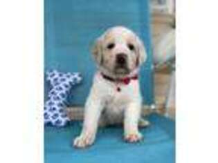 Labradoodle Puppy for sale in Arcadia, FL, USA
