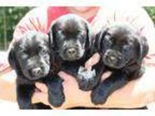 Labrador Retriever Puppy for sale in FOUR OAKS, NC, USA