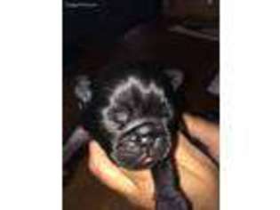 Pug Puppy for sale in Deshler, OH, USA