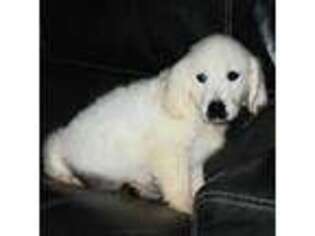 Mutt Puppy for sale in Bromide, OK, USA