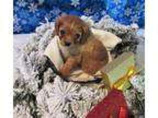 Cavachon Puppy for sale in Hilham, TN, USA